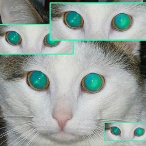 Meet your Posher, Luke